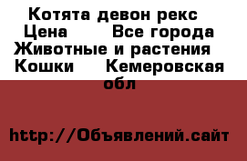 Котята девон рекс › Цена ­ 1 - Все города Животные и растения » Кошки   . Кемеровская обл.